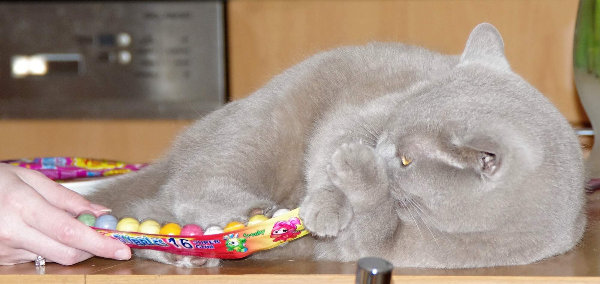 Koty wymagają uwagi