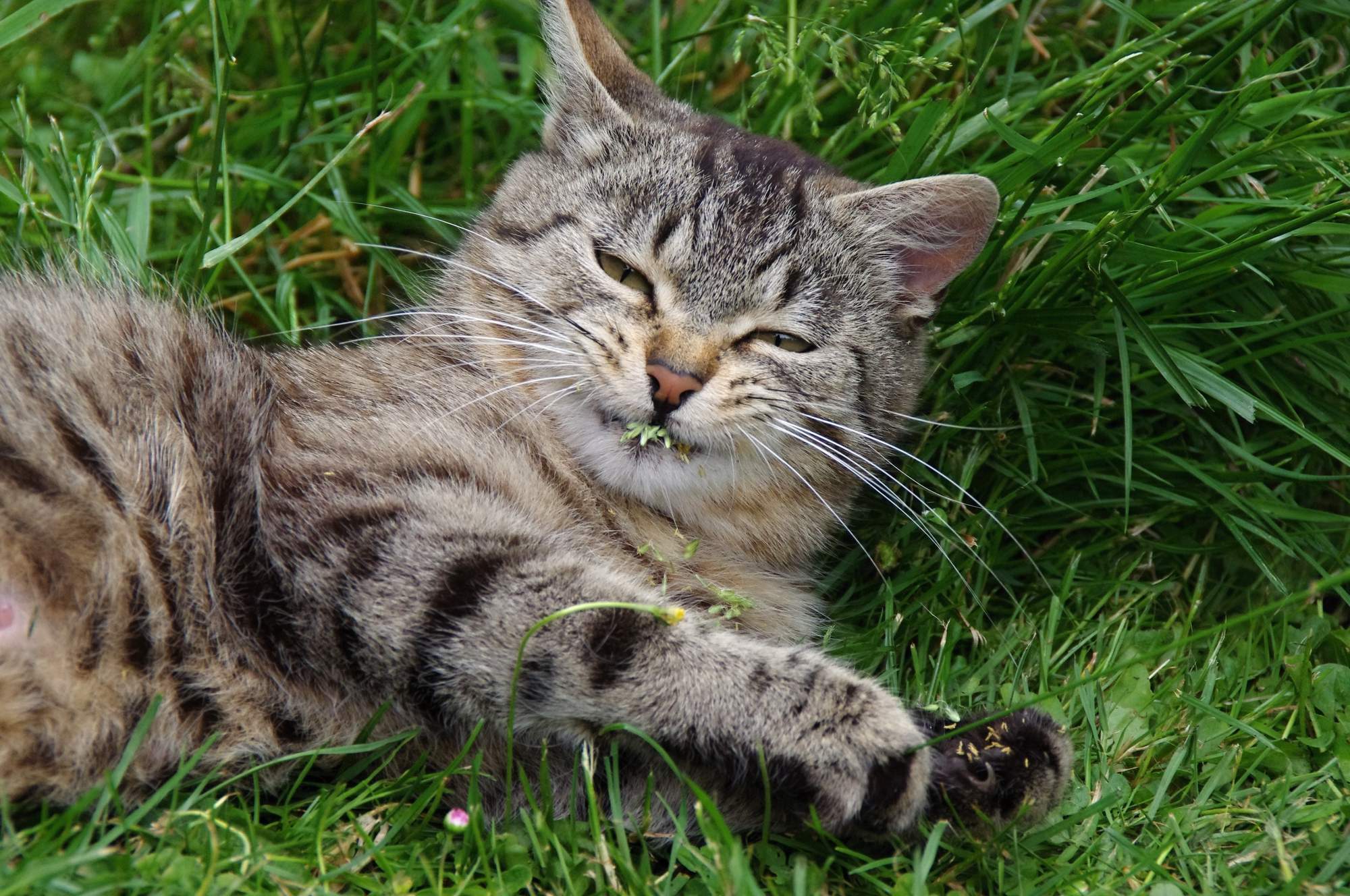 Mastitis - delikatna pomoc