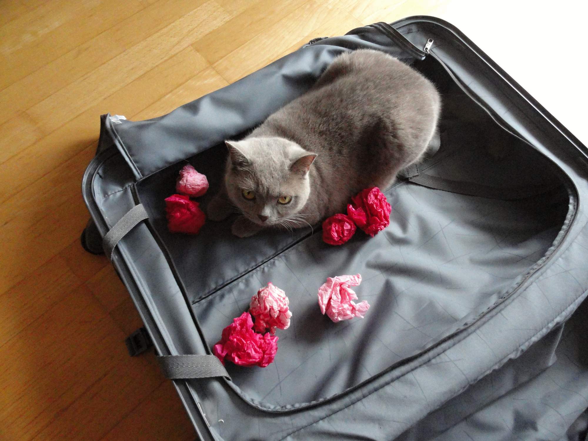 Przygoda dla tygrysów domowych