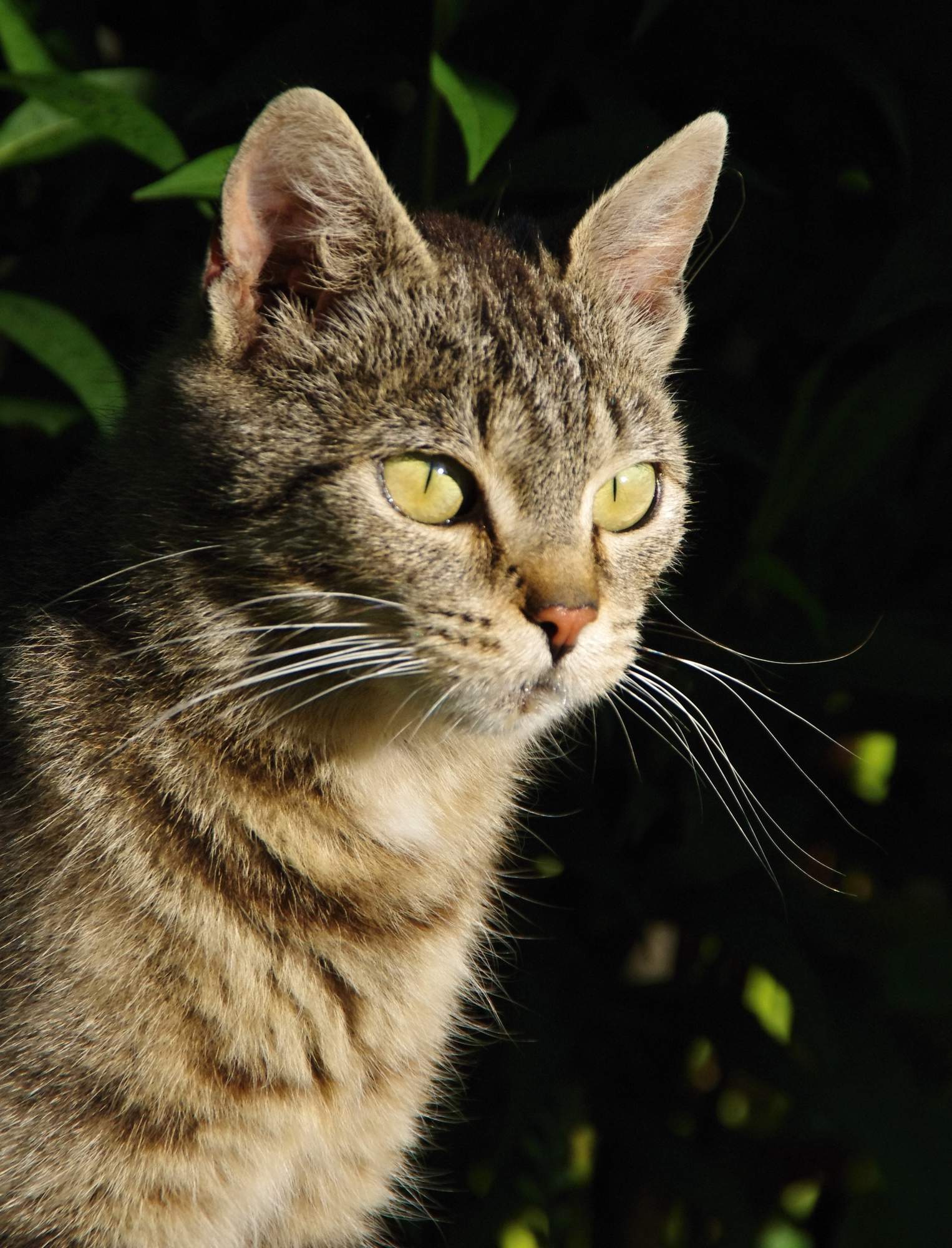Jaka jest różnica między sterylizacją a kastracją?
