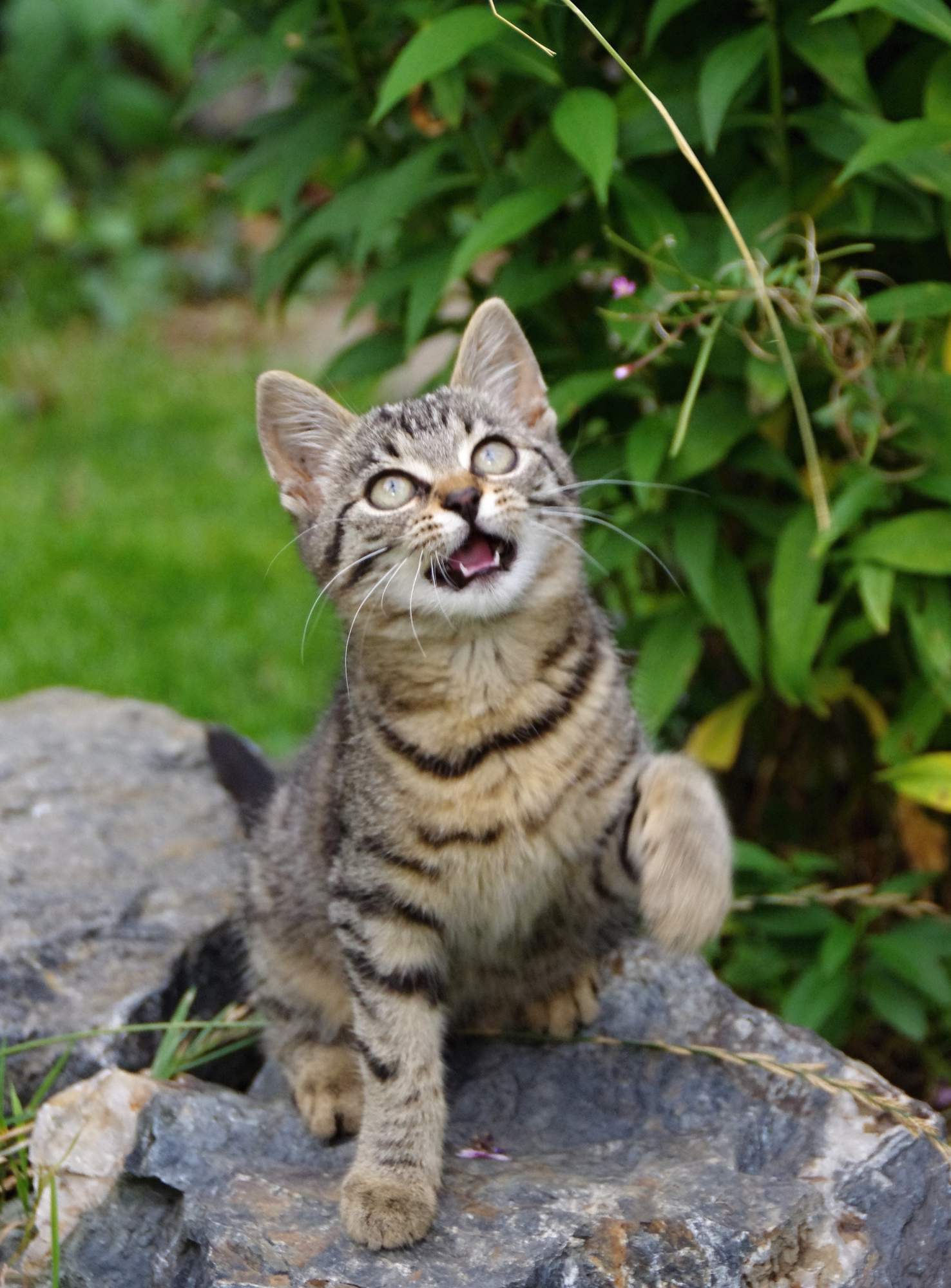 Czy pchły są tylko w domach publicznych?