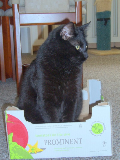 Dziwne zachowanie kota