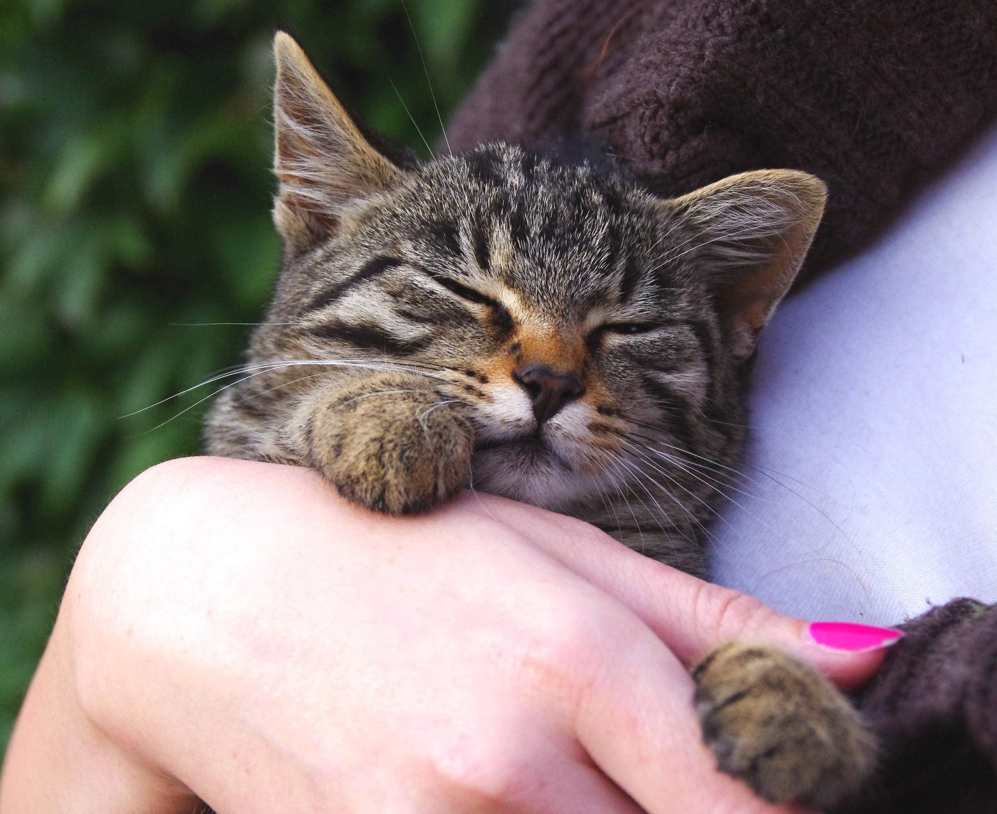 Najpopularniejsze miejsca do głaskania