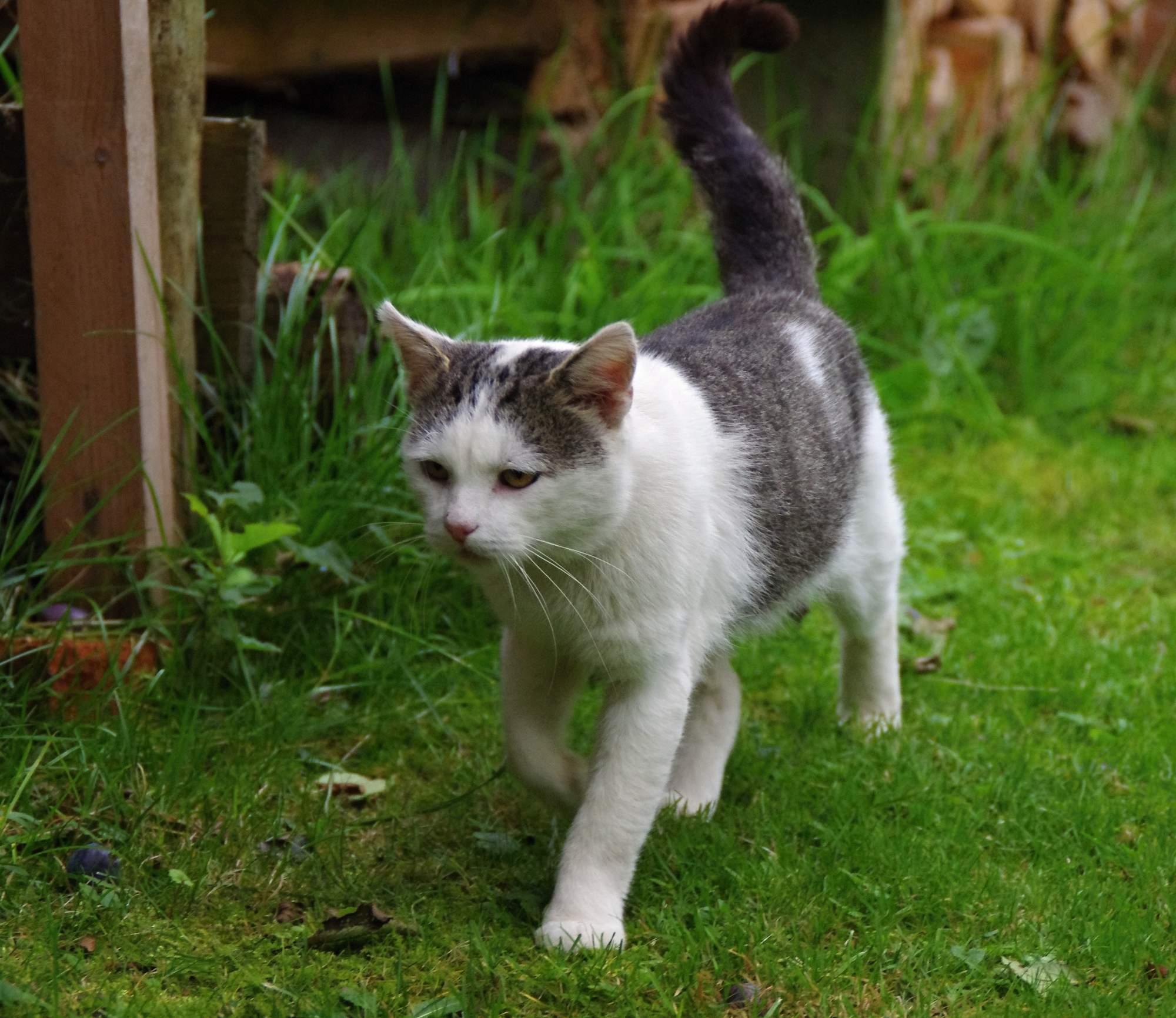 Zasady zapobiegania pasożytom wewnętrznym