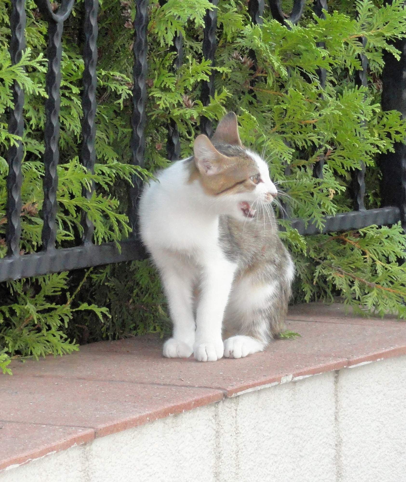 Światowy dzień wścieklizny