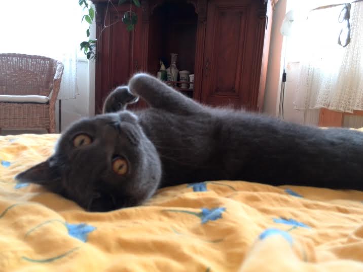 10 rzeczy o kotach, których możesz nie znać