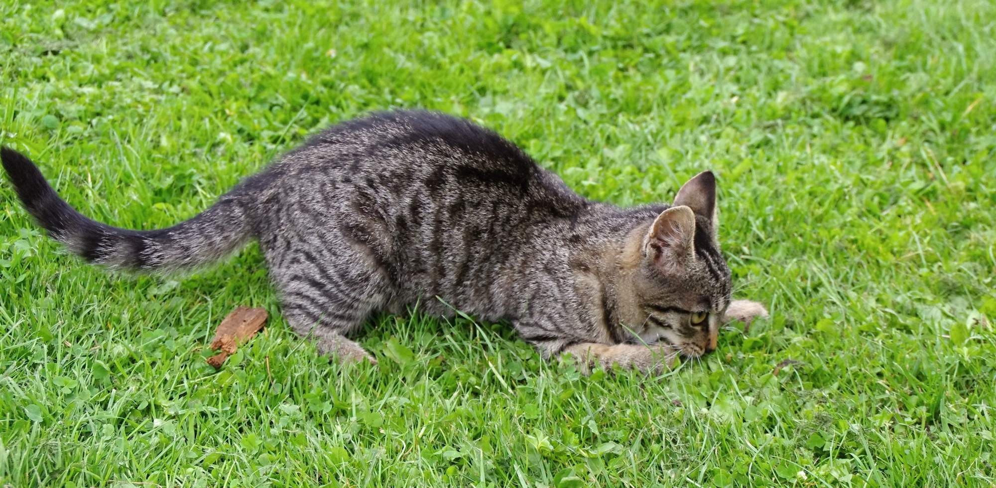 Domowa apteczka homeopatyczna