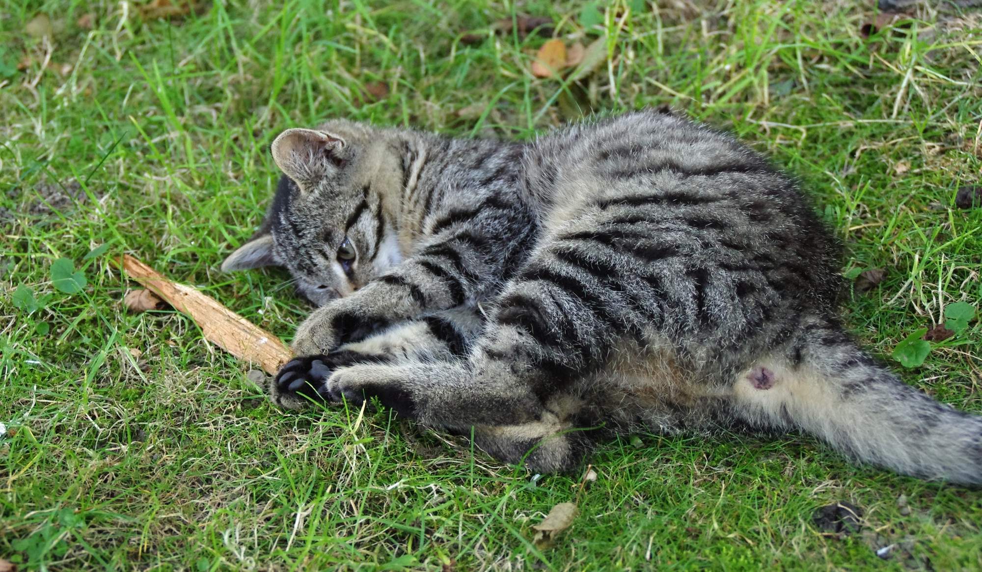 Niedrożność cewki moczowej