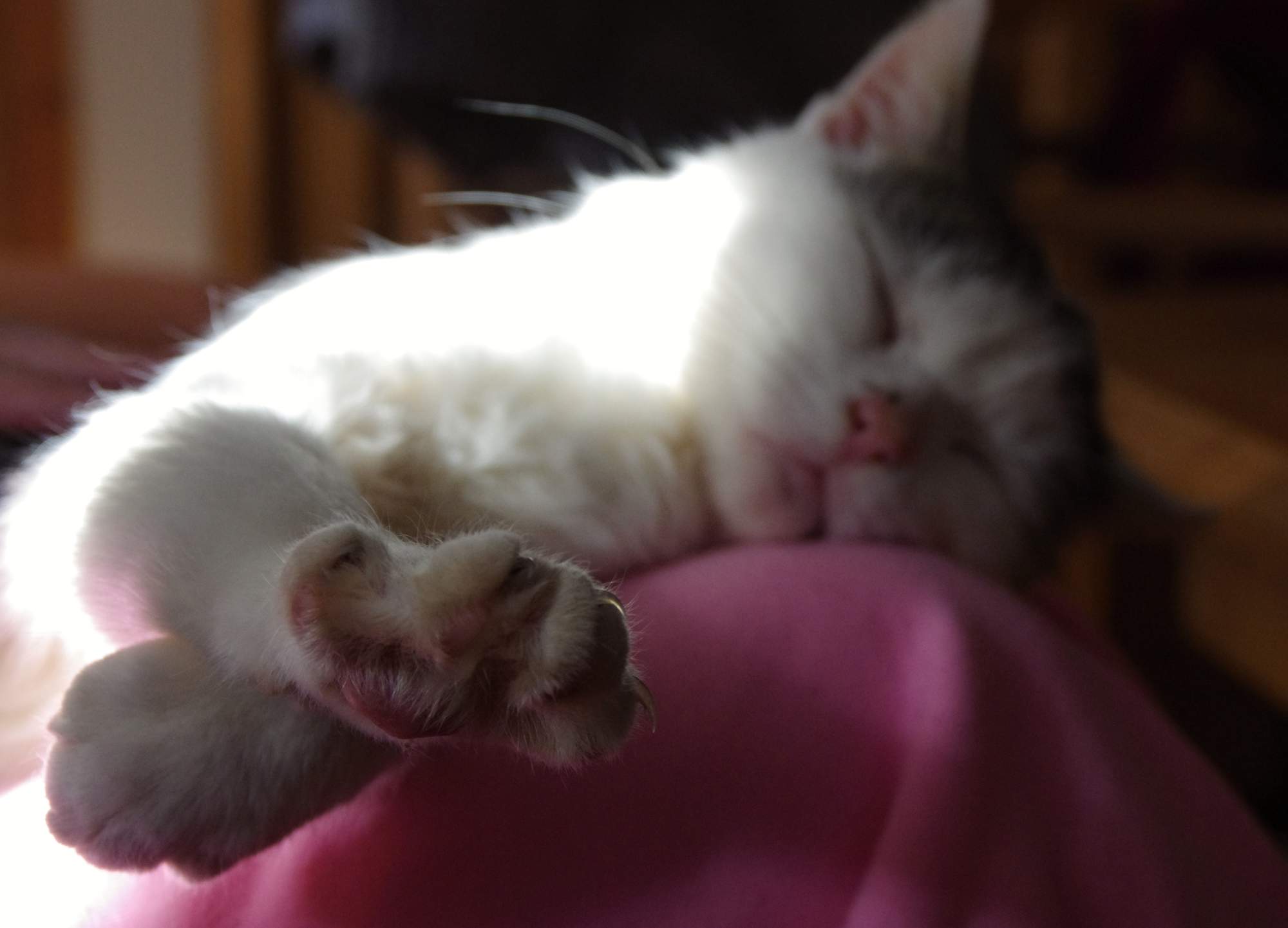 Specjalistyczne biuro dla kotów