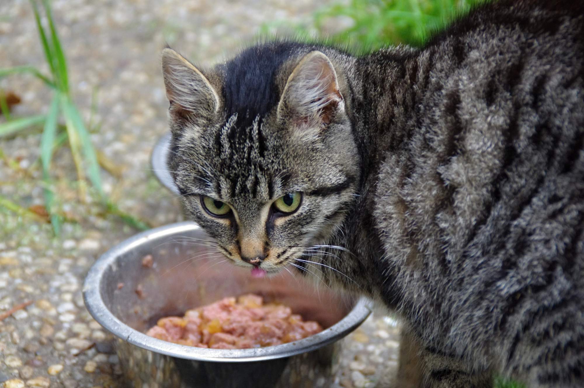Świąteczna kolekcja charytatywna