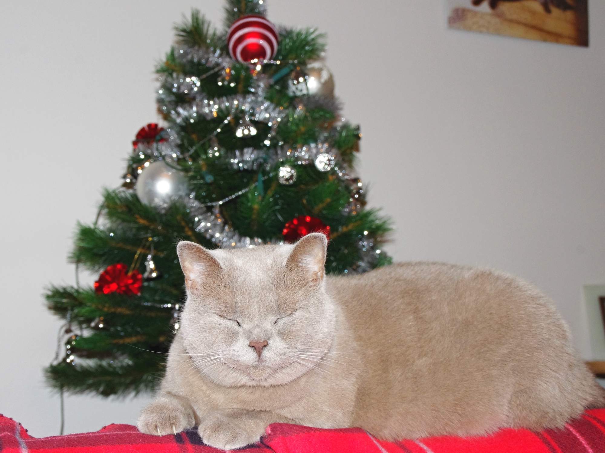 Wskazówki na prezenty świąteczne dla kotów