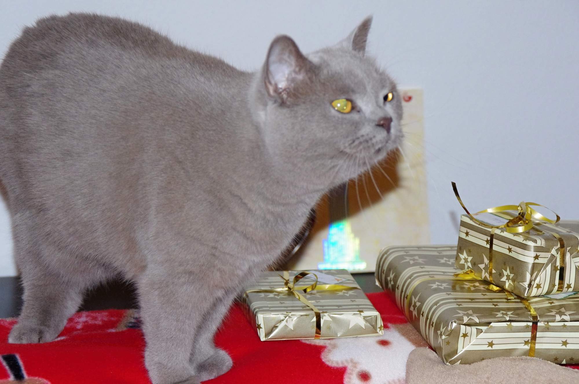 Większość zwierząt otrzyma w tym roku prezent świąteczny