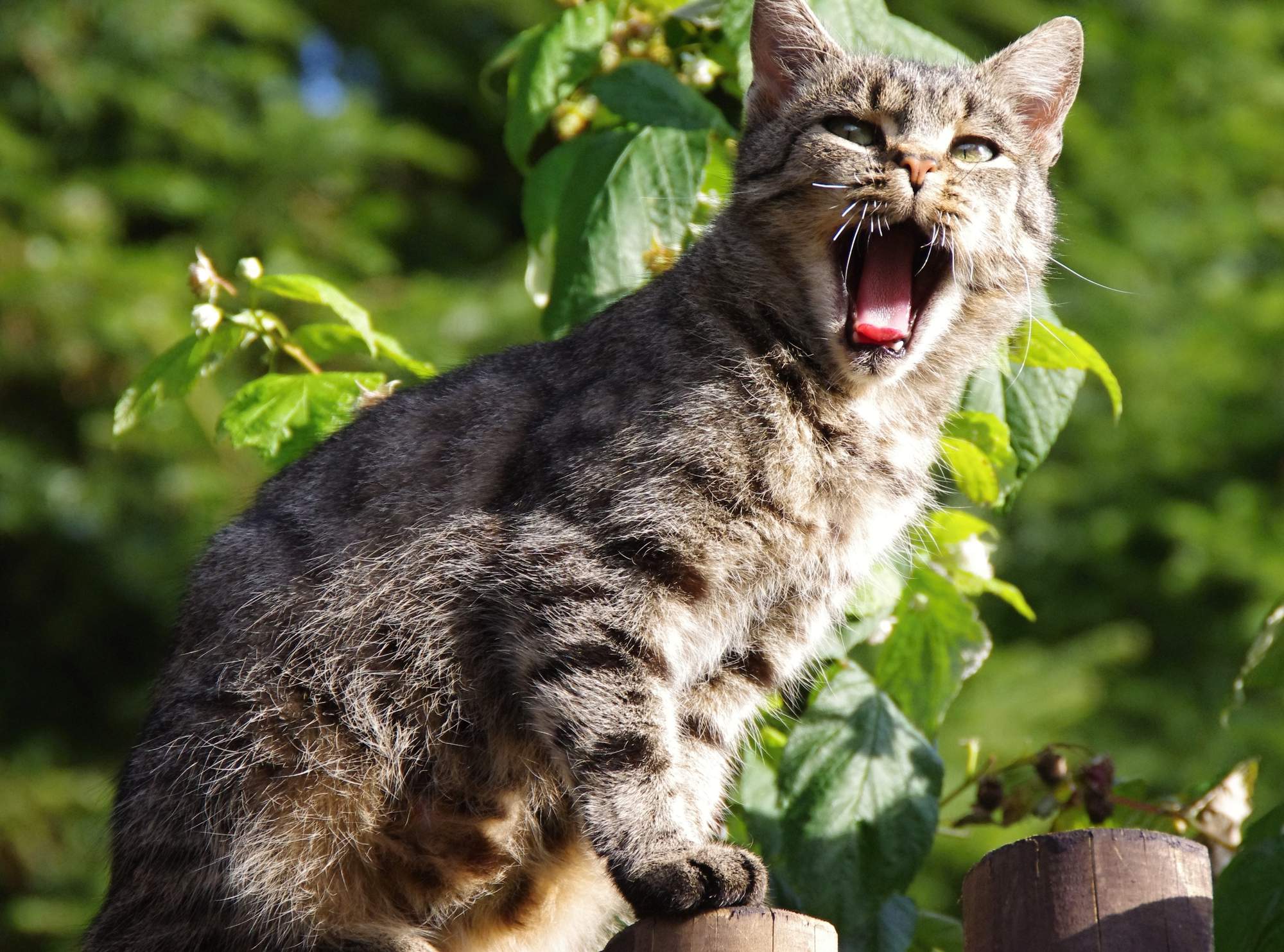 Szansa na zagubione psy i koty