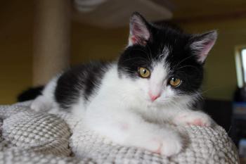 Wprowadzenie schroniska - Cats SOS Hodonin