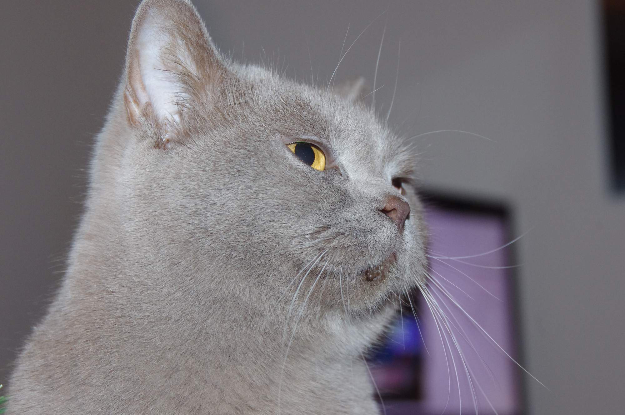 Jak podróżować ze zwierzętami?