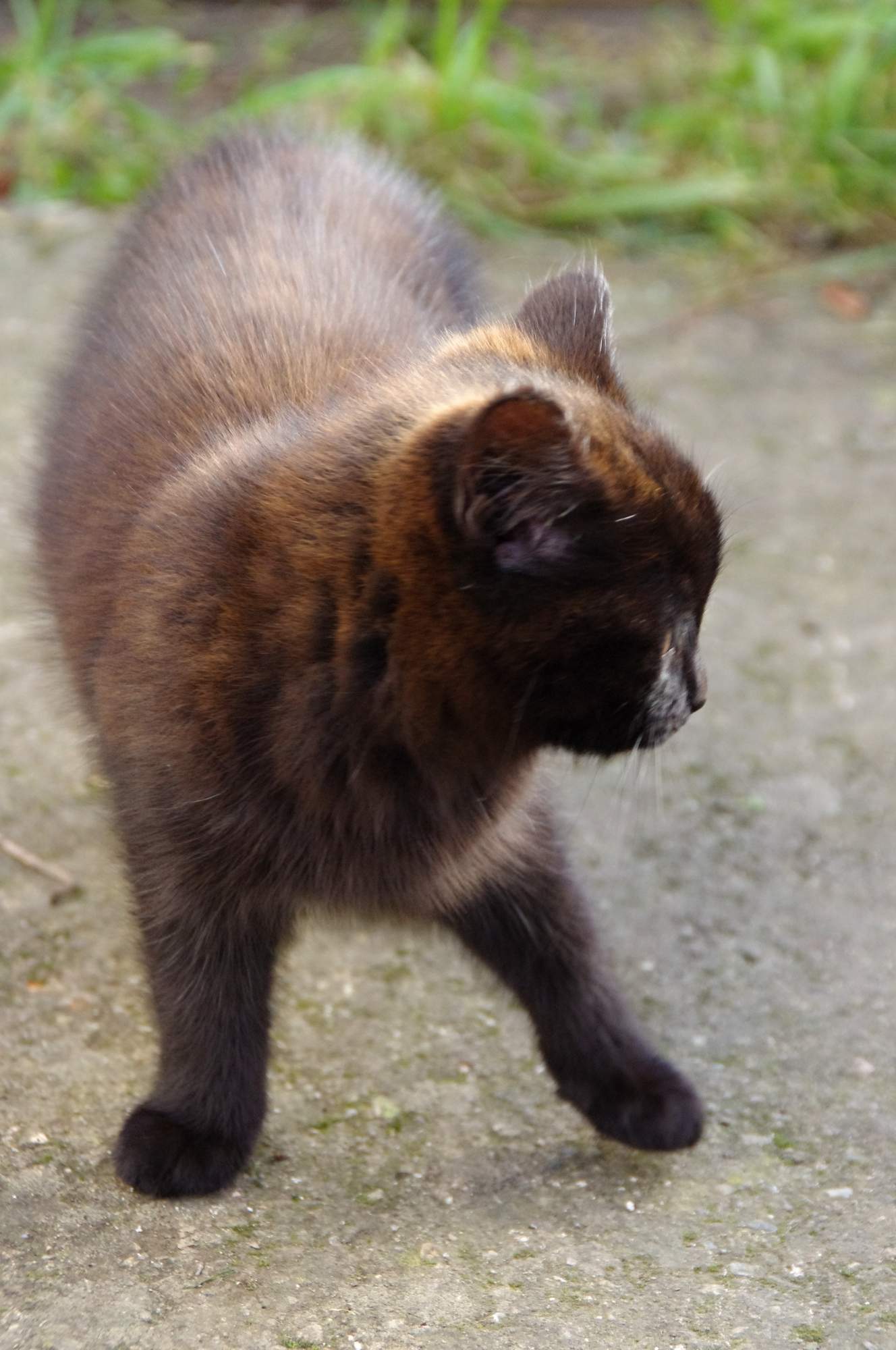 Walentynkowa wystawa porzuconych kotów 31 stycznia