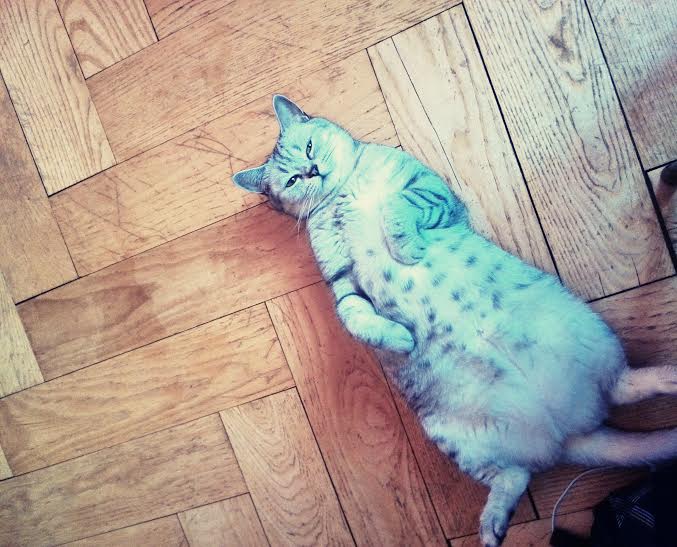 Ile lat ma twój kot?