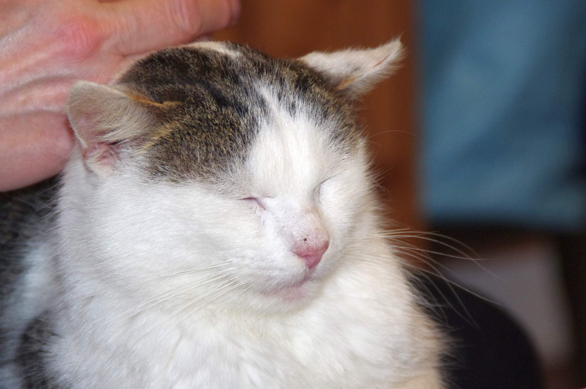 Cukrzyca & # 8211; cukrzyca