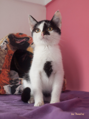 Wydajność schronienia & # 8211; Kot domowy Sunshine