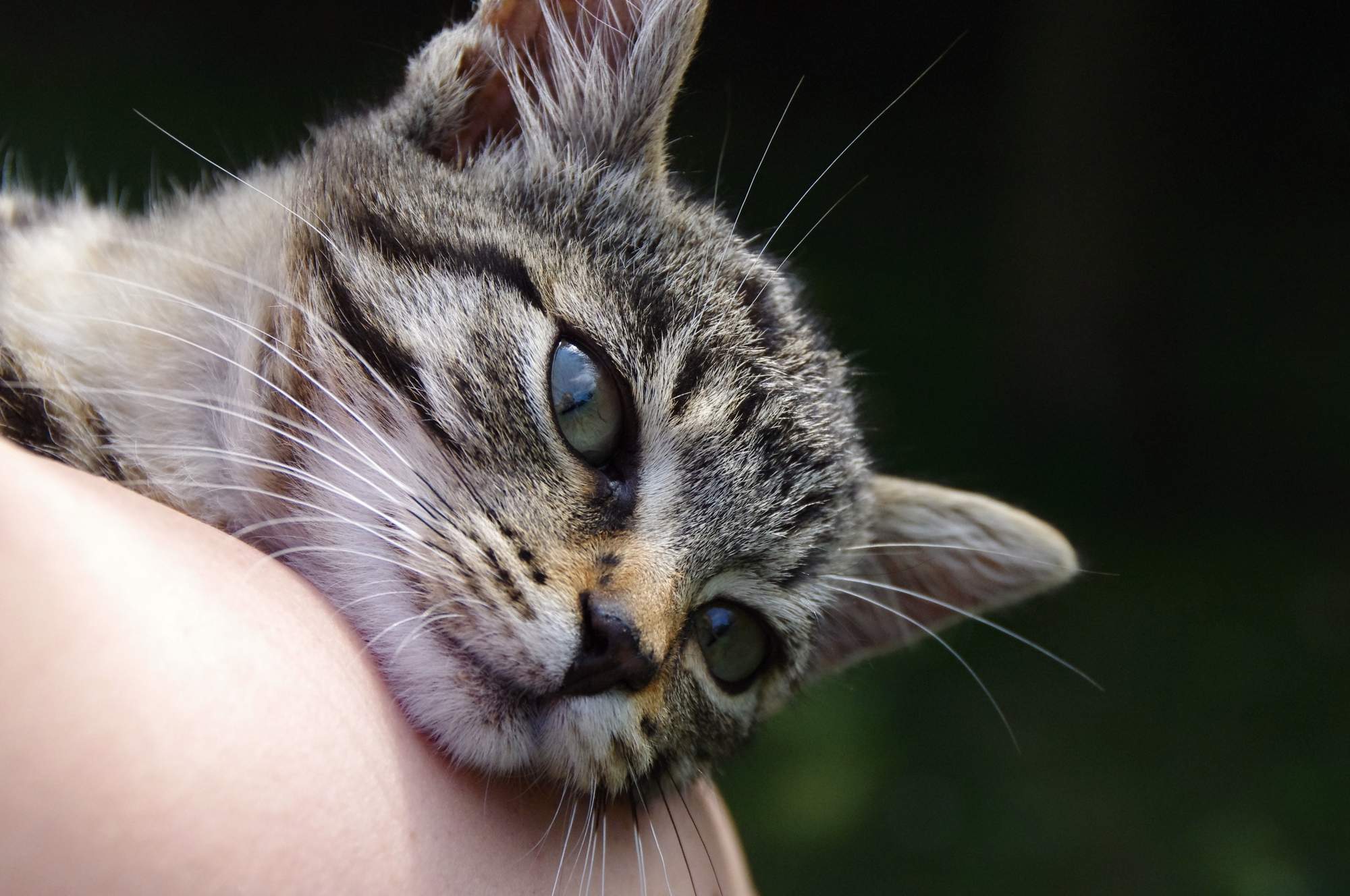 Wiosenna wystawa kotów