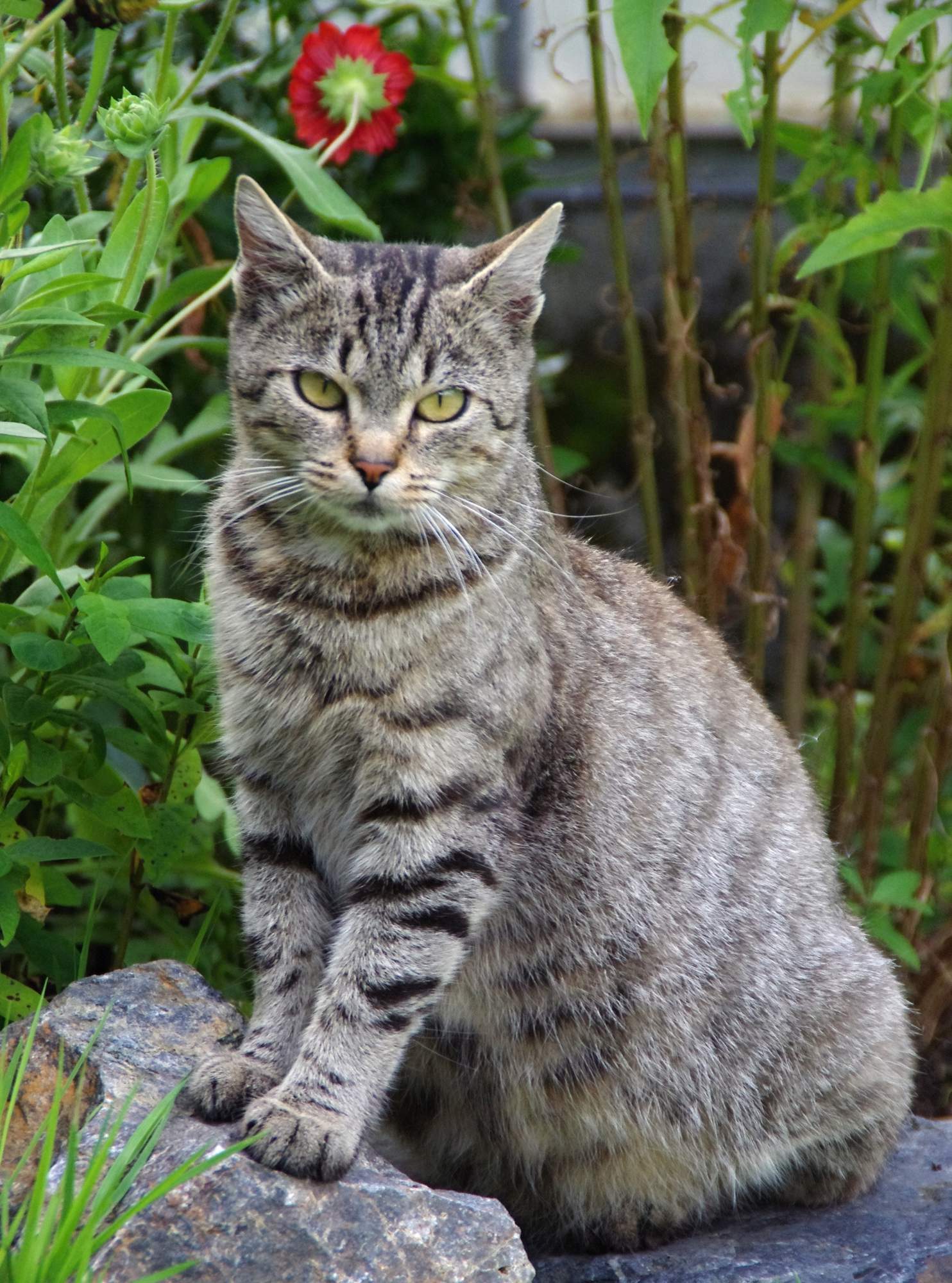 Wybór środków przeciwpasożytniczych
