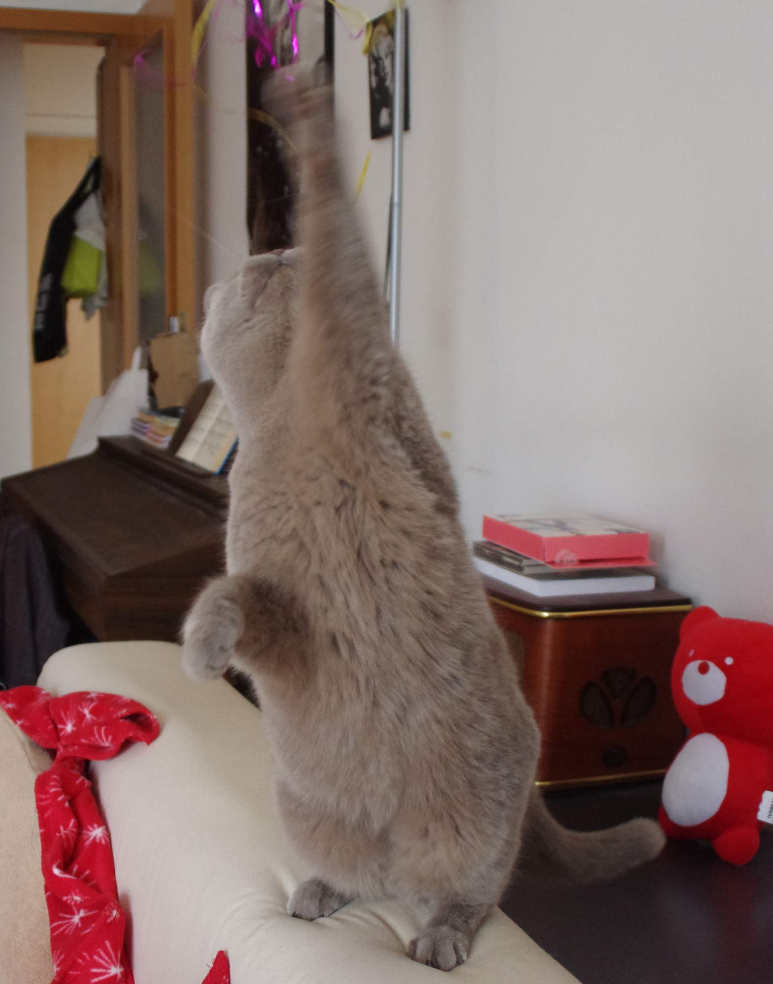 Kiedy bawić się z kotem?