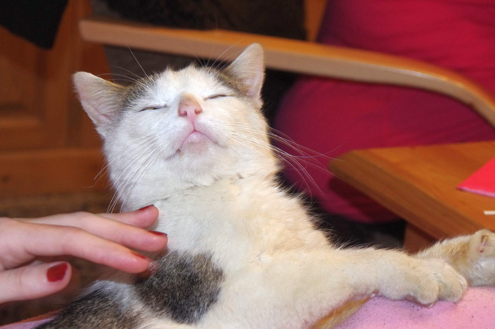 5 sposobów na zadowolenie kota