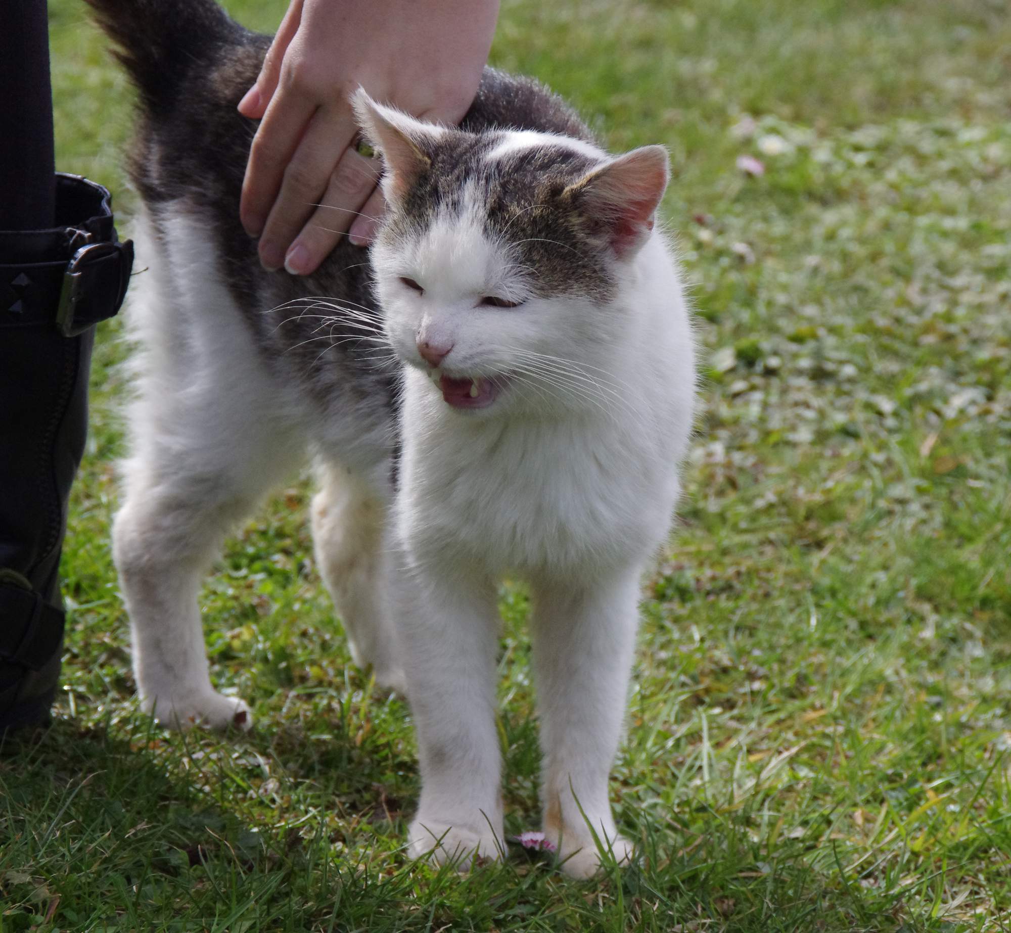 Dobrze znany komunikator ze zwierzętami z Południowej Afryki przyjedzie do Czech