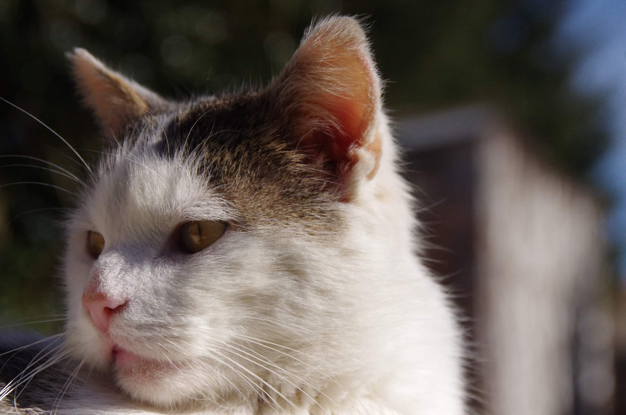 Siedem mitów na temat przeciwpasożytniczych kołnierzy