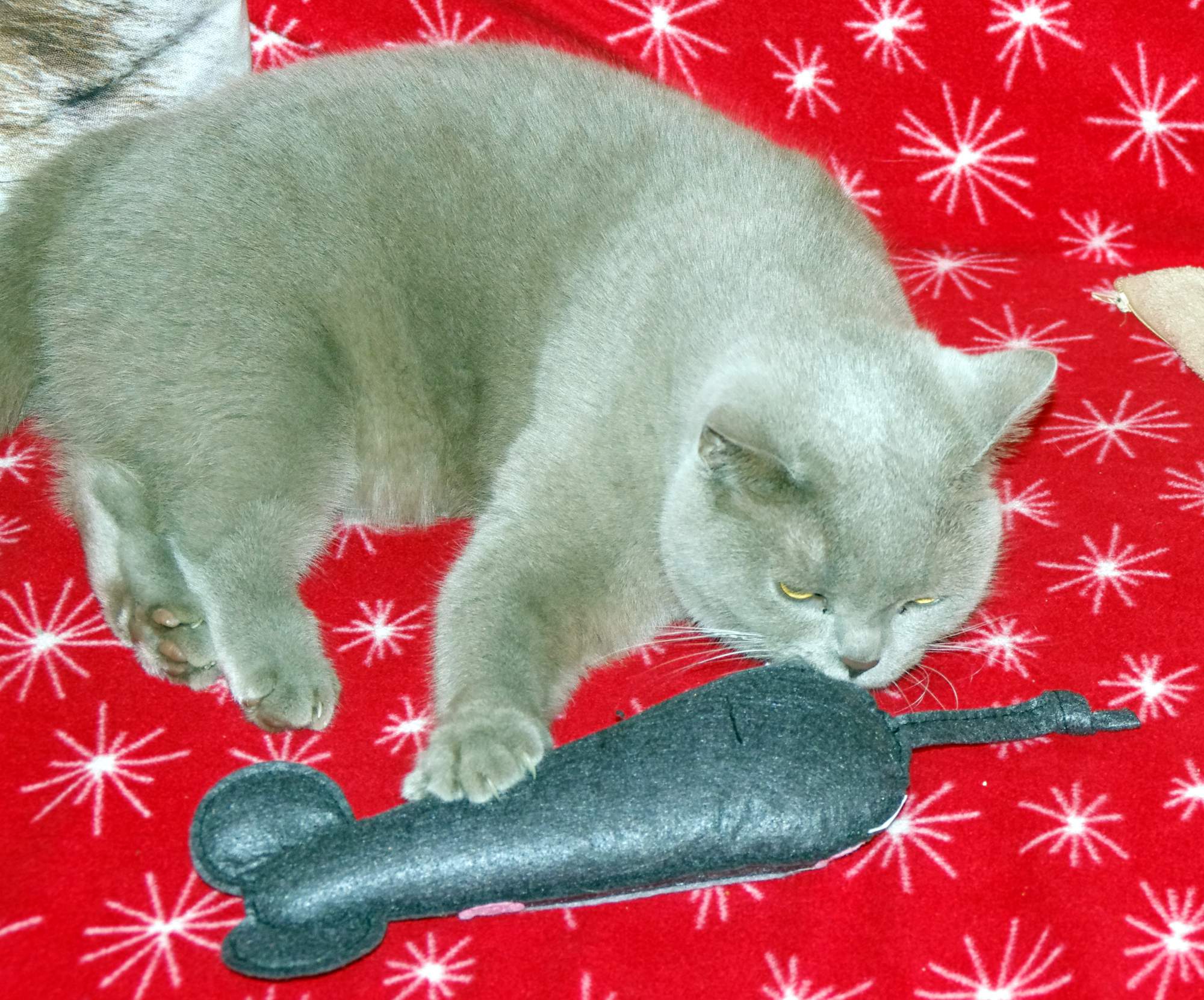 Pakujemy bagaż dla psa i kota