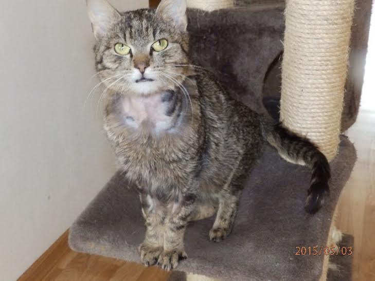 Wspieraj schronisko dla kotów w regionie zlińskim