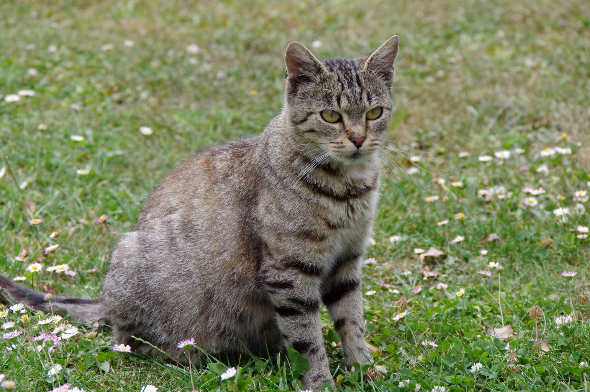 Czy wiesz, co to jest FVR?