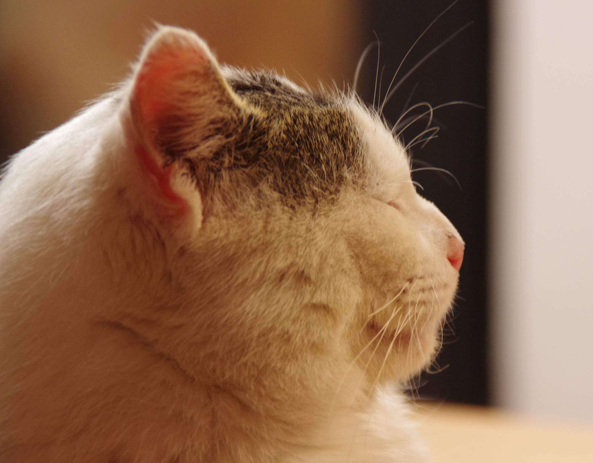 Dom otwarty w schronisku 15 sierpnia