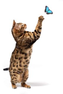 Nowy kanał dla zwierząt domowych zacznie nadawać jesienią