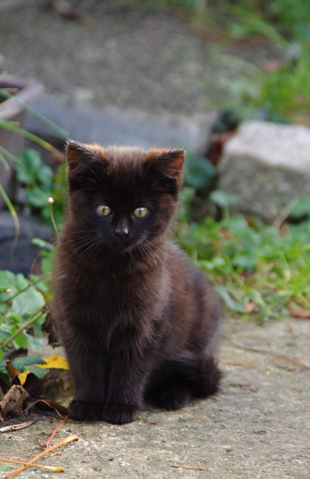 5 zasad dotyczących podróżowania z kotem