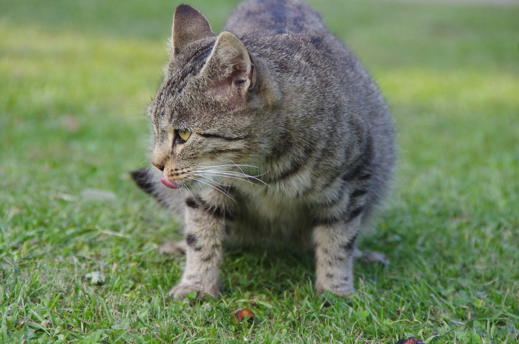 10. doroczna wystawa snów o zwierzętach