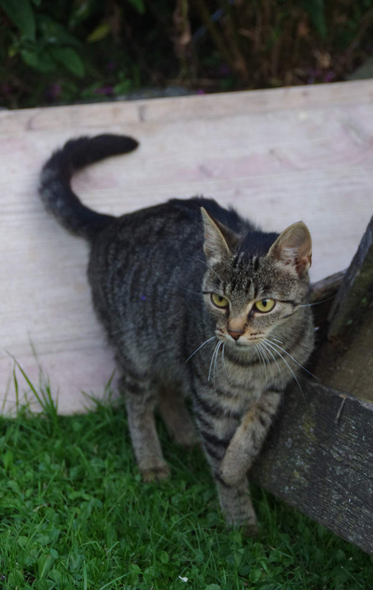 Zgubiłeś kota? Nie panikuj i postępuj zgodnie z naszymi radami.