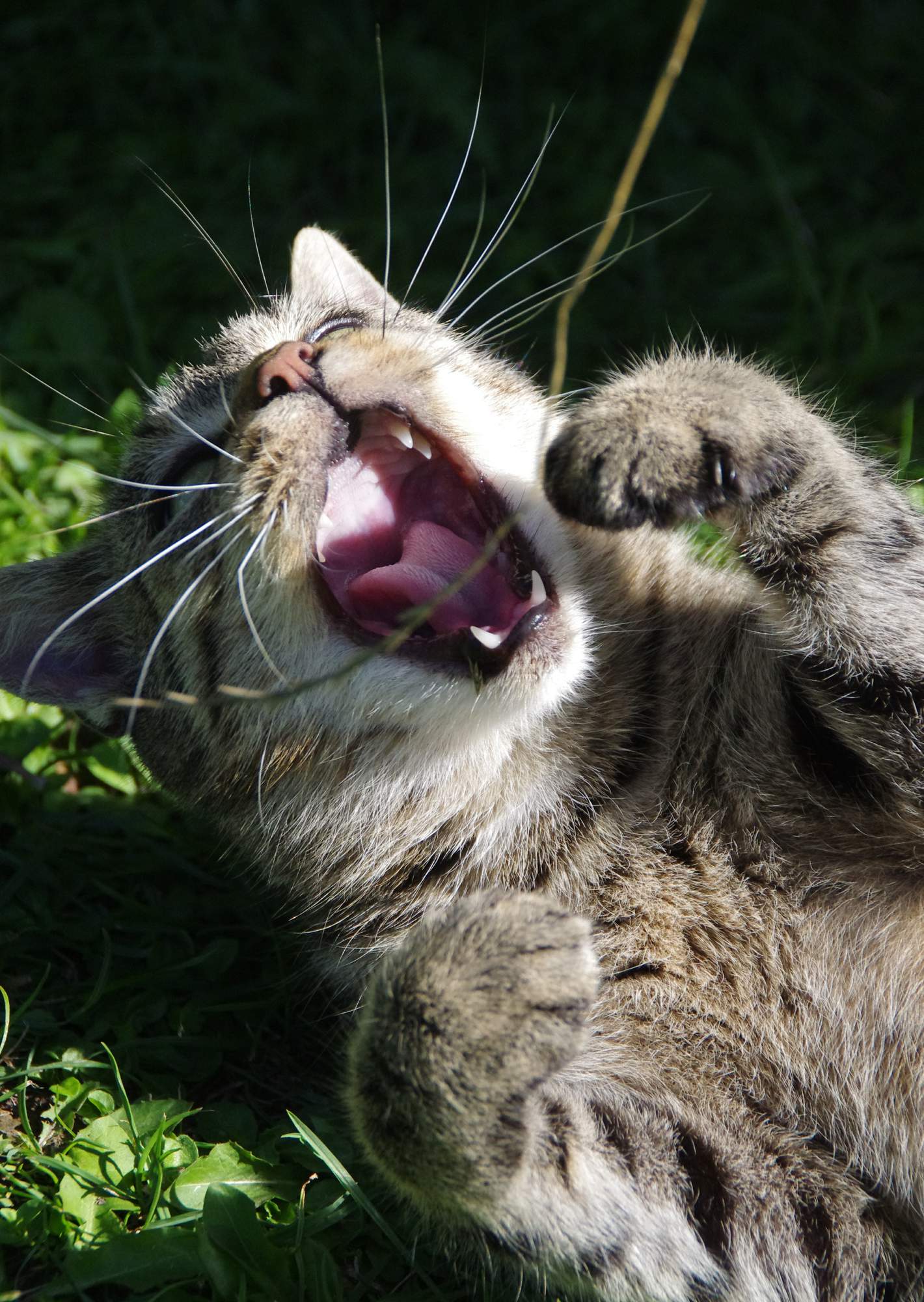 Wścieklizna w Czechach?