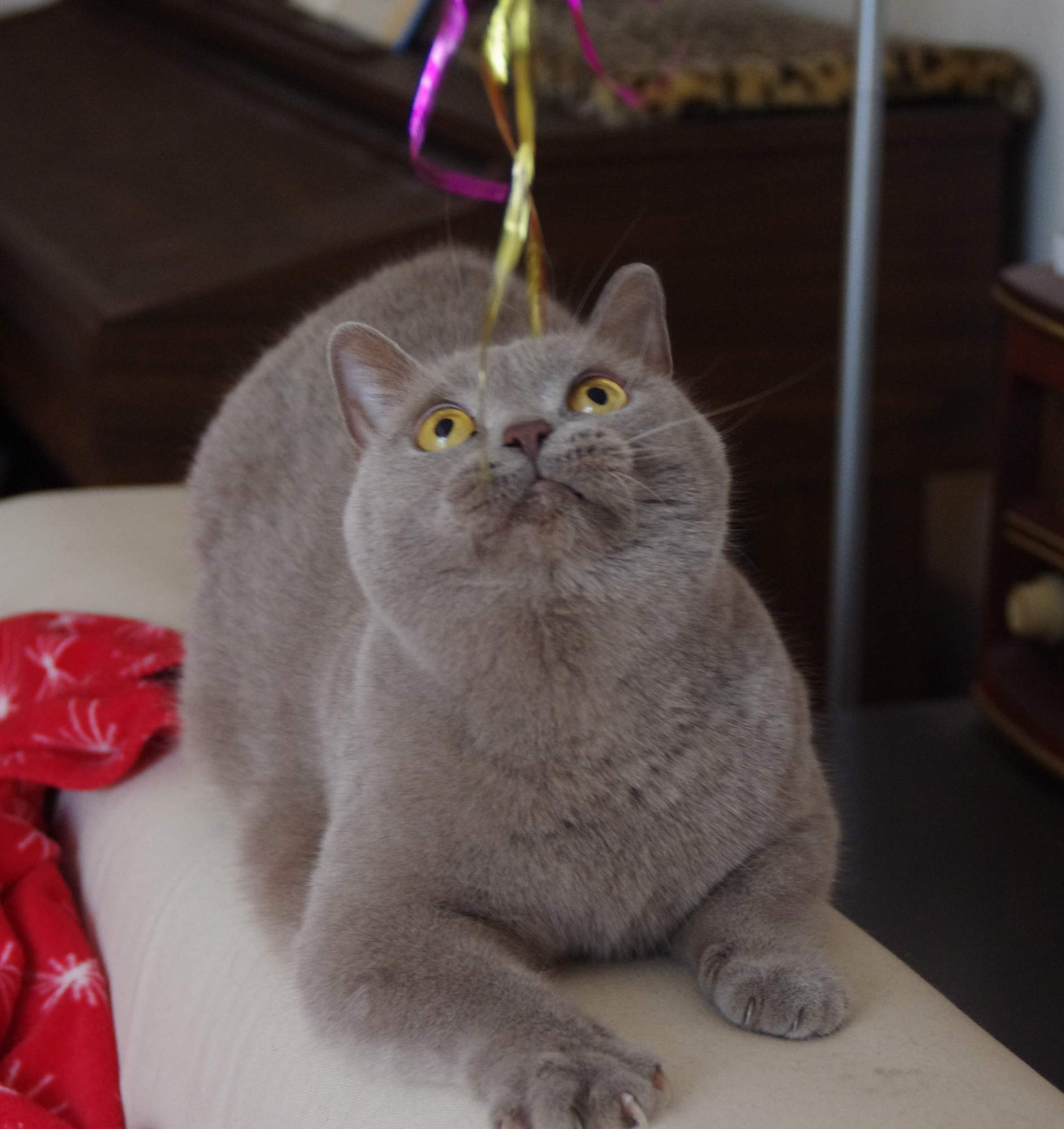 Czy kawiarnia dla kotów otworzy się w Brnie?