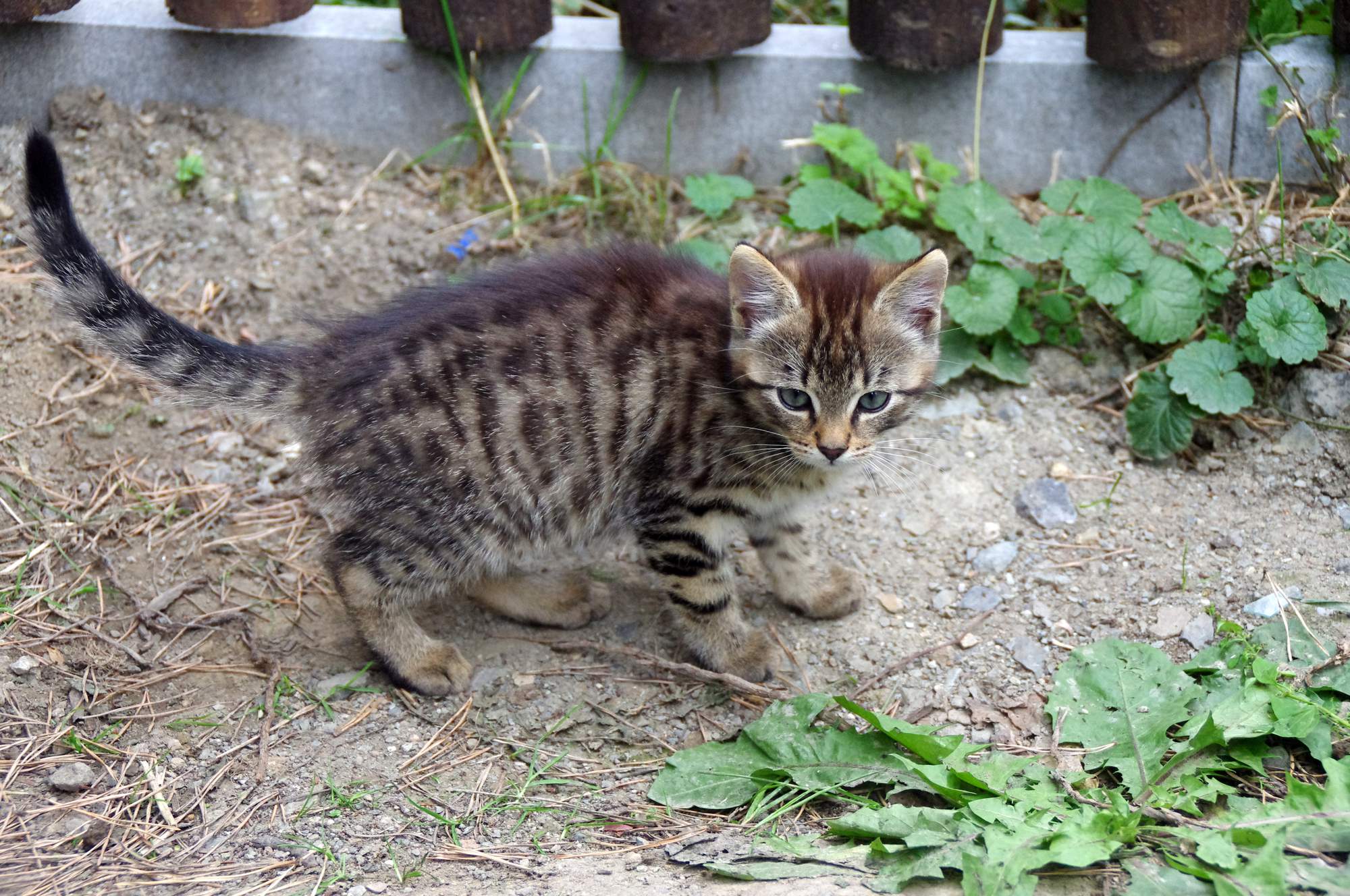 12 rzeczy, których możesz nie wiedzieć o kotach