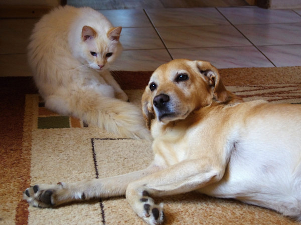 Kot i pies w jednym gospodarstwie domowym