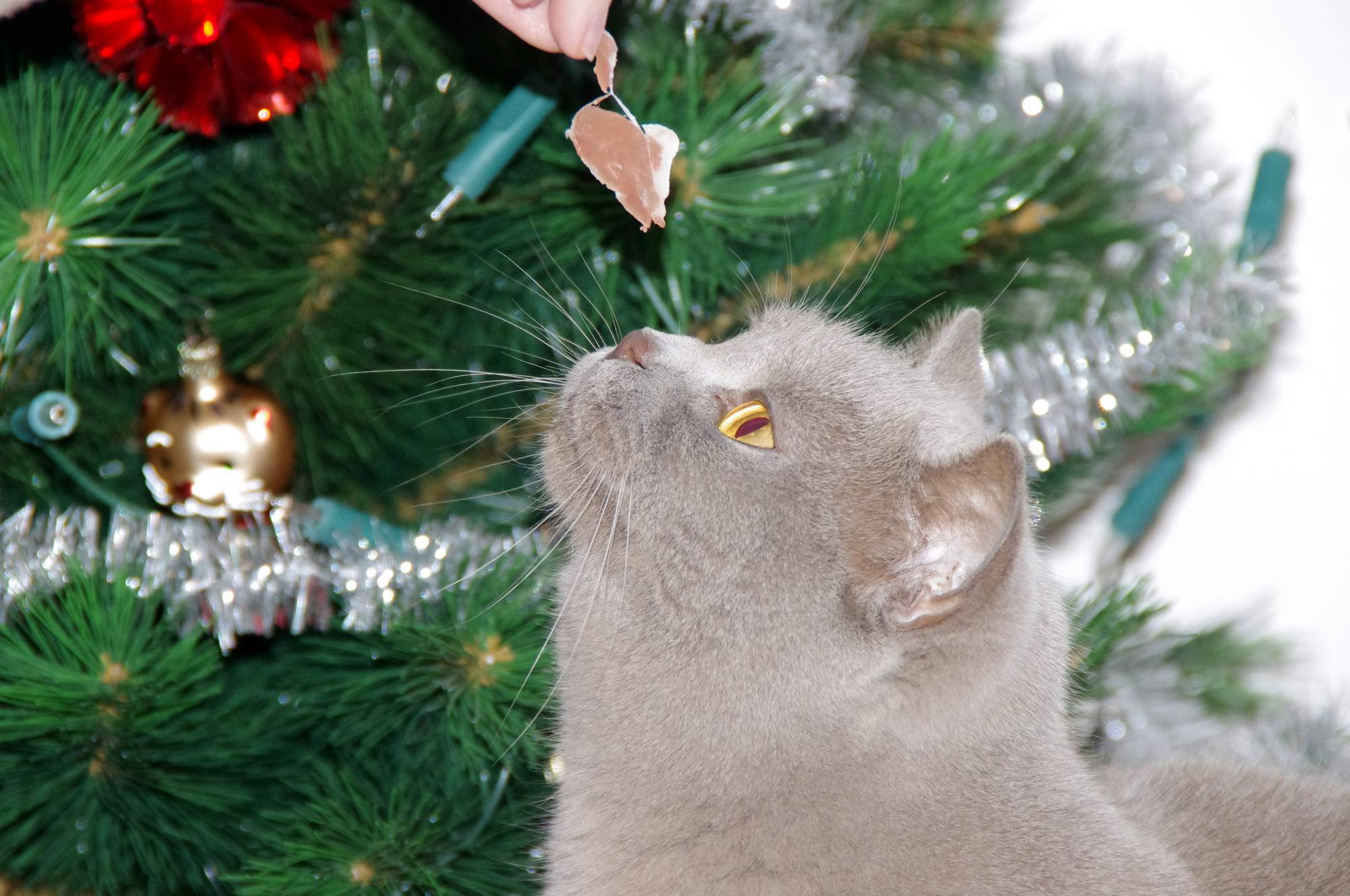 Wskazówki na prezenty świąteczne dla kotów