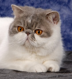 Zaproszenie: Międzynarodowa Wystawa Kotów Ołomuniec 2015