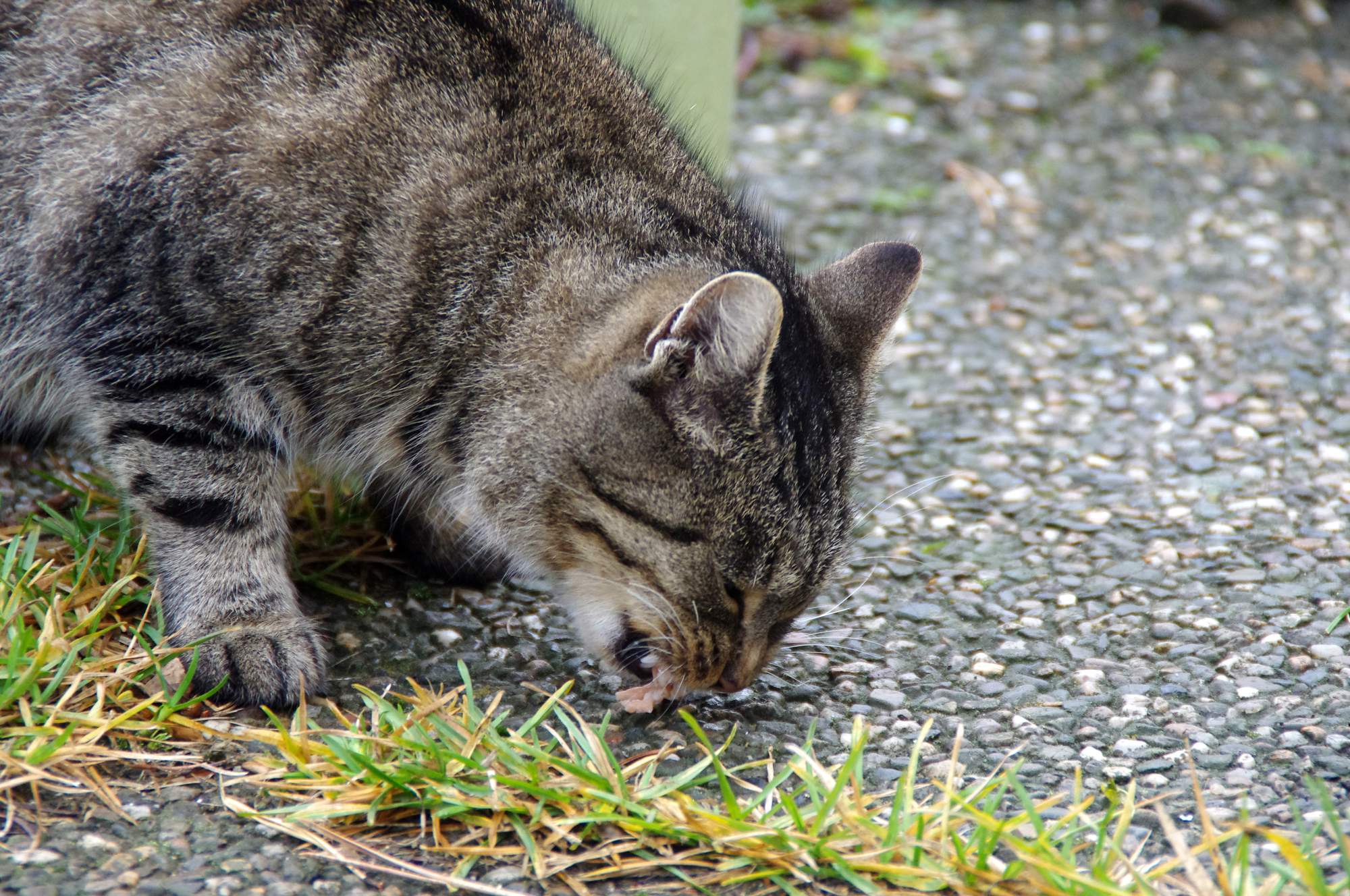 Schroniska otrzymują 45 ton karmy