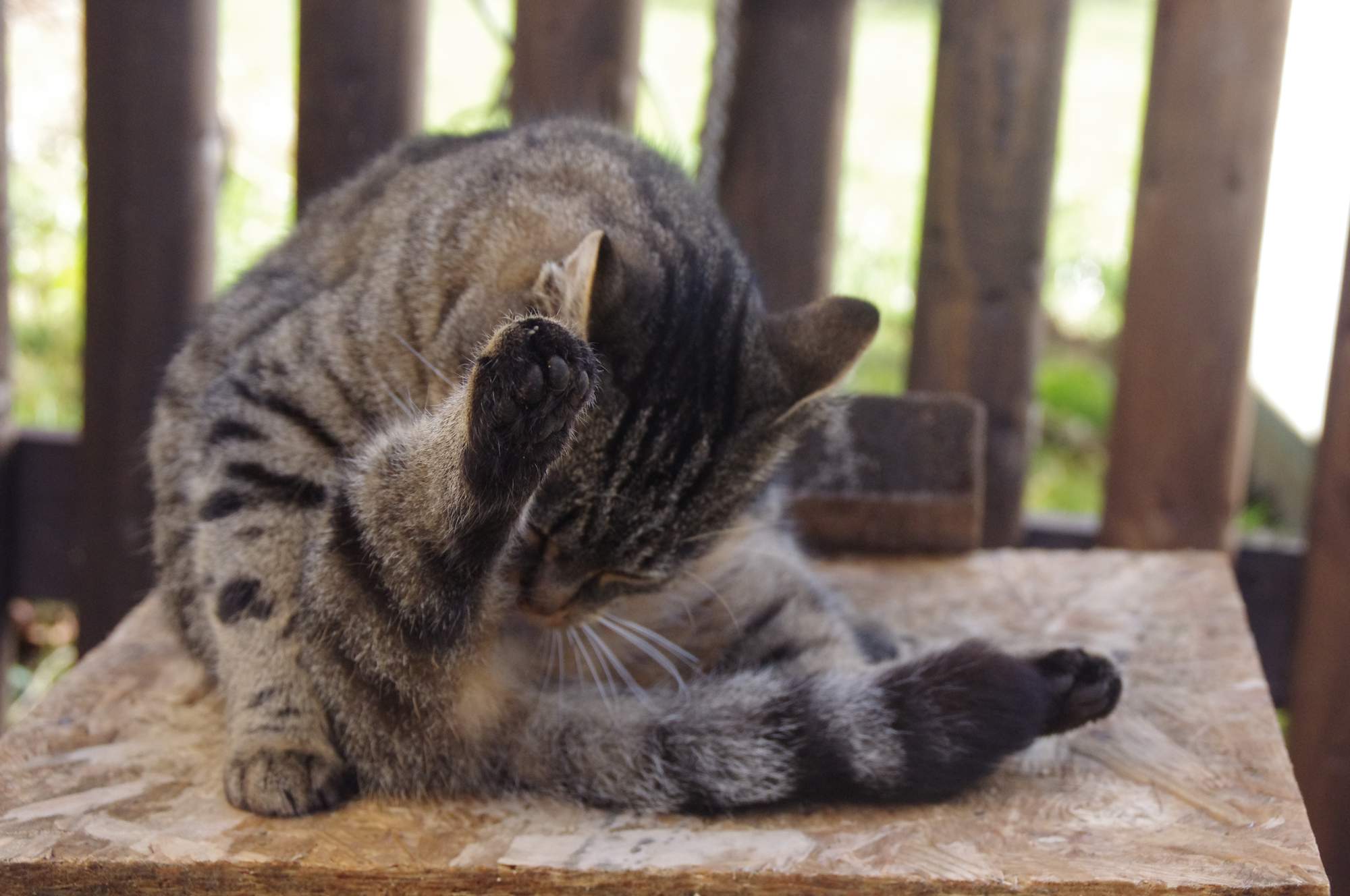 10 oznak, że Twój kot jest pod wpływem stresu