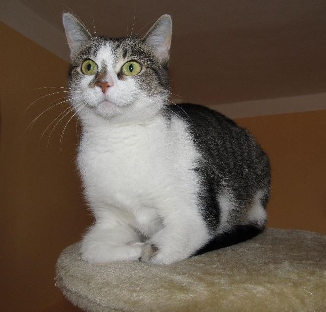 Zaproszenie: lutowa wystawa lokalizacji bezdomnych kotów