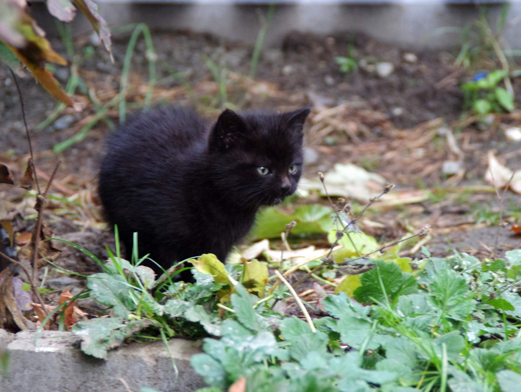 Co zrobić, jeśli napotkasz okrucieństwo wobec zwierząt?