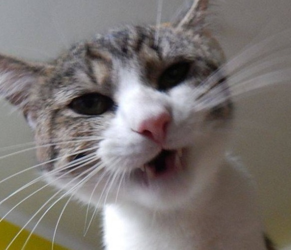 Zaproszenie: 3. wiosenna wystawa kotów