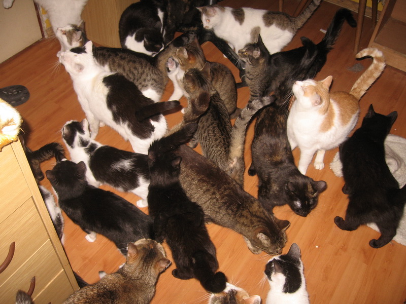 Wprowadzenie schroniska - Šonovské depozitum, z.s.