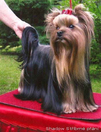 Yorkshire Terrier